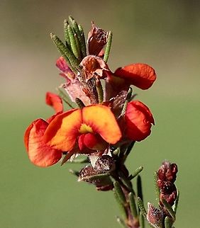 Rough Parrot- pea - Dillwynia sericea  Australia,Dillwynia sericea,Geotagged,Spring