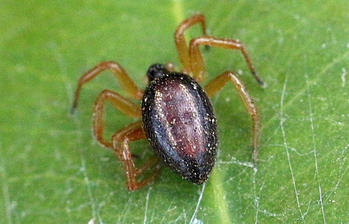 Euryopis superba but might have been renamed to umbilicata Female 6 mm found under bark . Bark-dwelling Euryopis,Eamw spiders,Euryopis superba