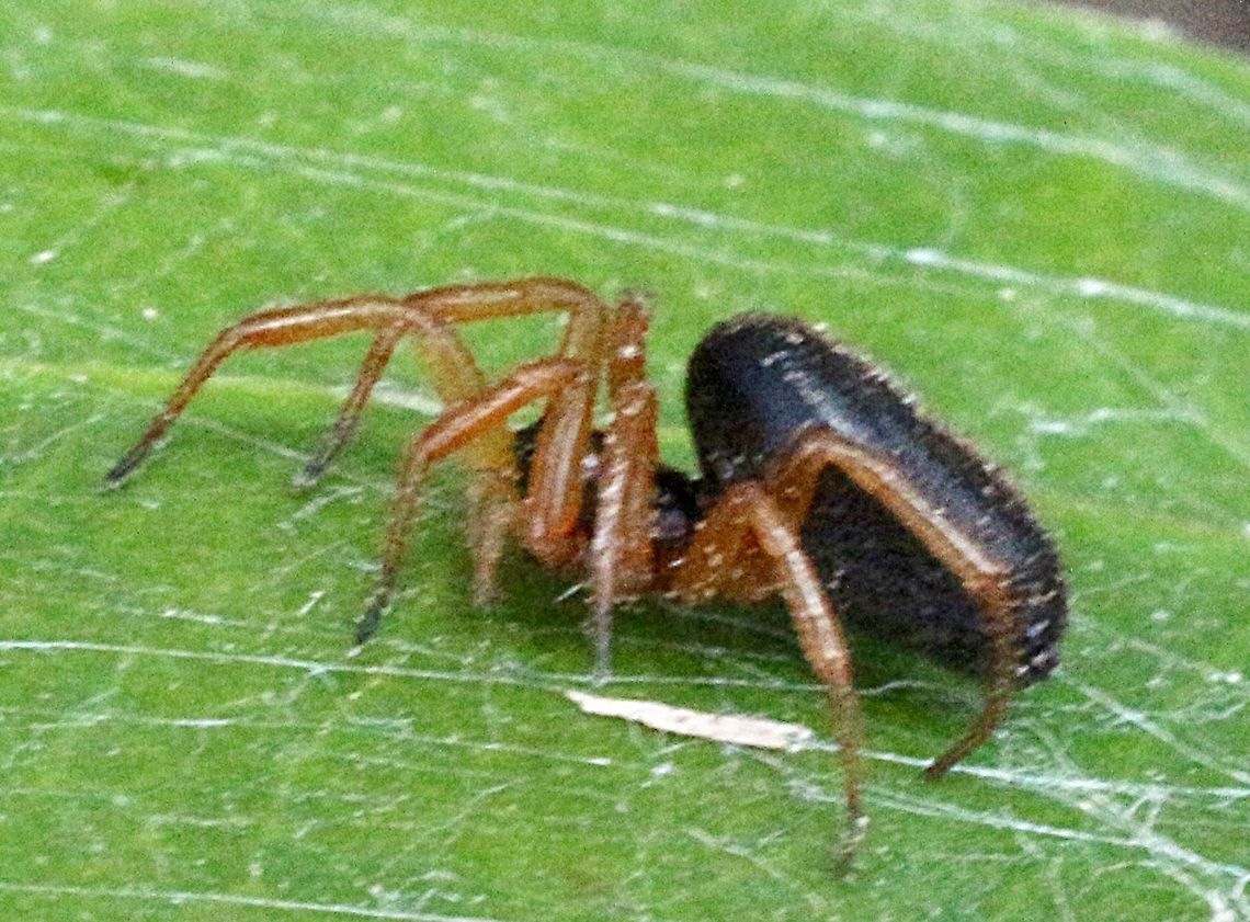 Euryopis superba but might have been renamed to umbilicata  Bark-dwelling Euryopis,Eamw spiders,Euryopis superba