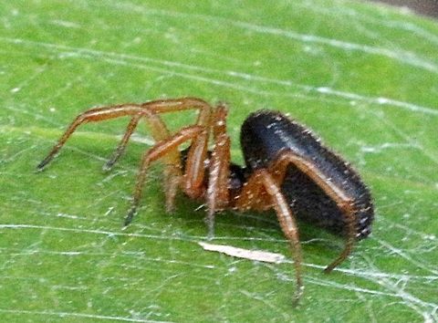 Bark-dwelling Euryopis