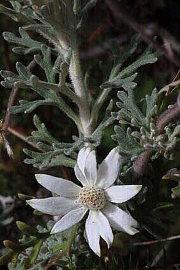Flannel flower- Actinotus helianthi I alwise believed that this was a daisy flower. I am glad I know now. Improving by the day. Actinotus helianthi