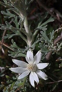 Flannel flower- Actinotus helianthi I alwise believed that this was a daisy flower. I am glad I know now. Improving by the day. Actinotus helianthi