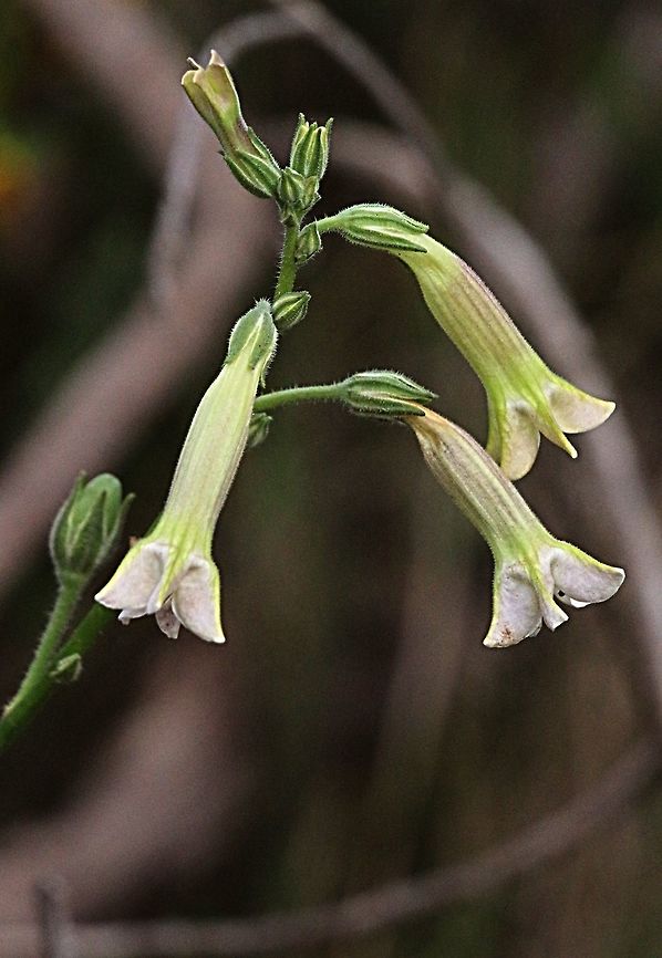 Australian tobacco - Nicotiana suaveolens Found growing in granitic soil in the You Yangs ,Victoria<br />
 Australian tobacco,Nicotiana suaveolens