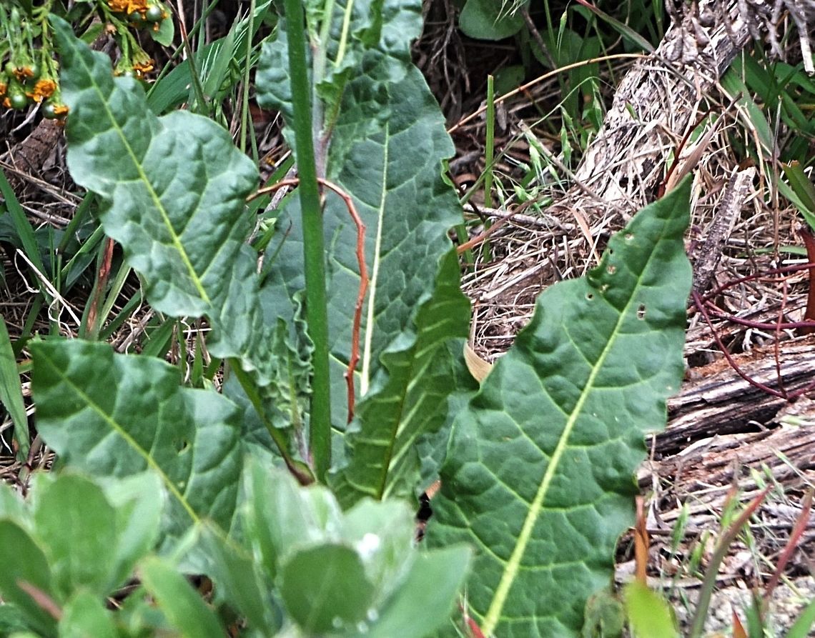 Australian tobacco plant - Nicotiana suaveolens  Australian tobacco,Nicotiana suaveolens