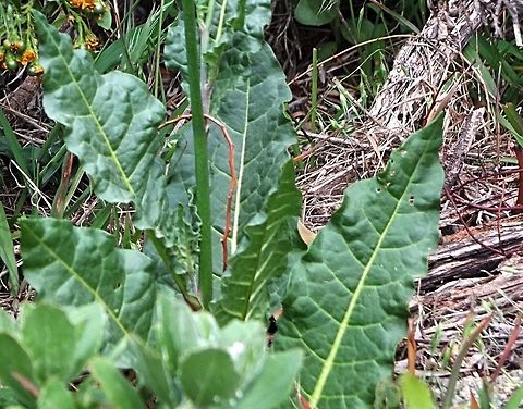 Australian tobacco plant - Nicotiana suaveolens  Australian tobacco,Nicotiana suaveolens