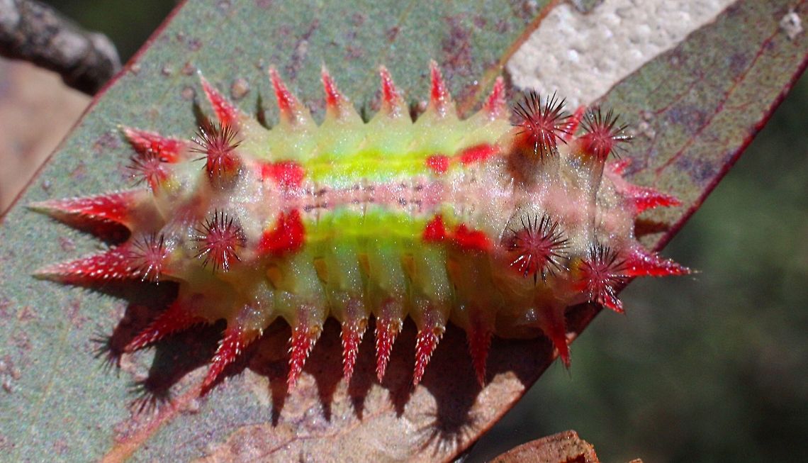 Painted cup moth- Doratifera oxleyi Found on unidentified eucalyptus and looks like the final instar . This caterpilar was found in Anglesea Heath National Park Victoria /Australia. Size approx 30mm Australia,Doratifera,Doratifera oxleyi,Eamw caterpillars,Eamw moth,Geotagged,Oct 2018,Painted Cup Moth,Spring,Vic Aust