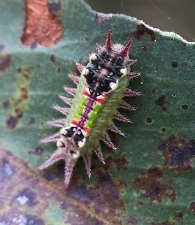 Painted cup moth - Doratifera oxleyi This one was found on a unidentified species of Acacia . Size was only approx 15 mm and possibly third instar . This specimen is also from the Anglesea Heath area. Doratifera ew,Doratifera oxleyi,Eamw caterpillars,Eamw moth,Painted Cup Moth