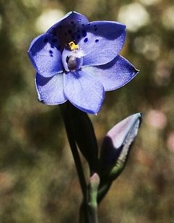 Spotted sun orchid - Thelymitra ixioides .  API,Spotted sun orchid