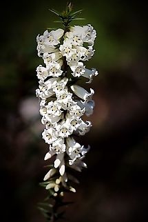 Common Heath - Epacris impressa.  Common heath,Epacris impressa