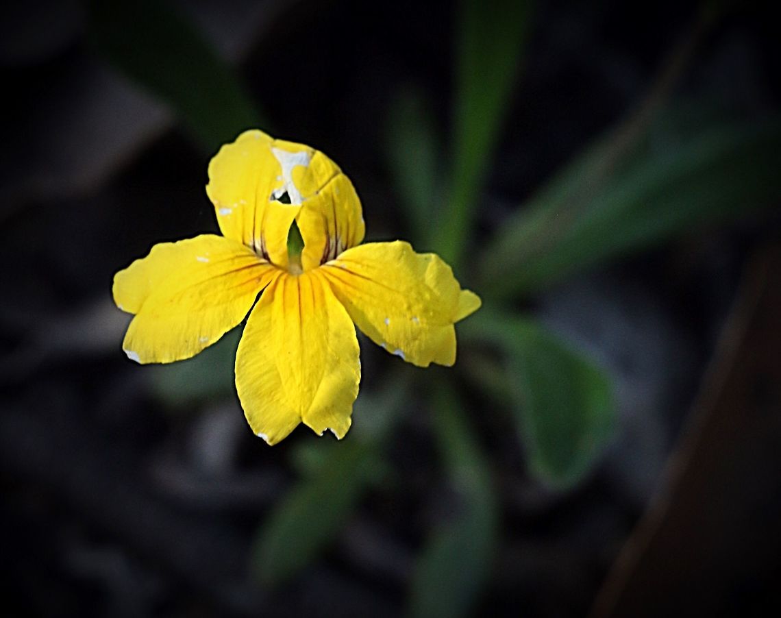 Bent Goodenia - Goodenia geniculata  Bent Goodenia,Goodenia geniculata