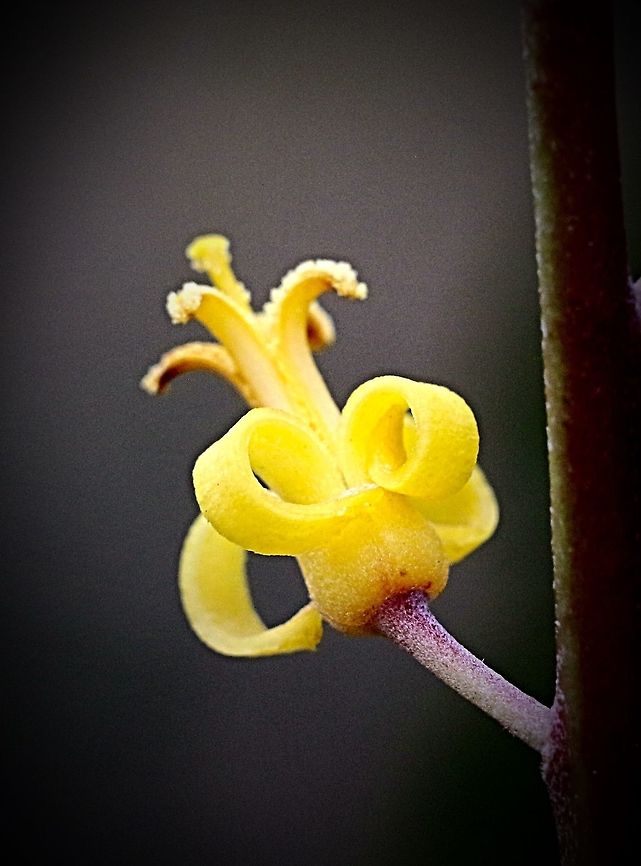 Silky geebung - Persoonia sericea  Persoonia sericea,Silky geebung
