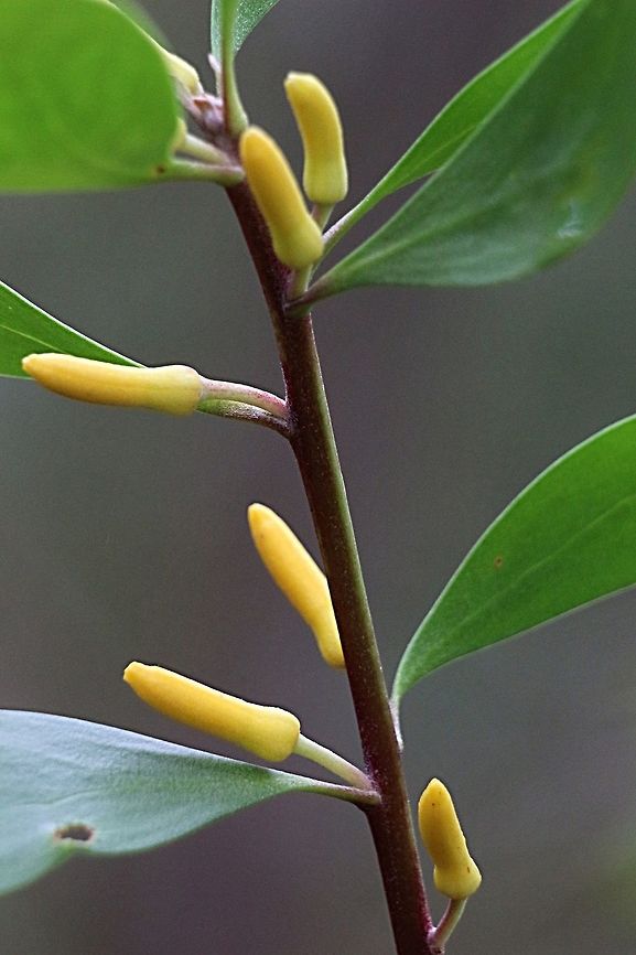 Flower buds of silky geebung - Persoonia sericea  Persoonia sericea,Silky geebung