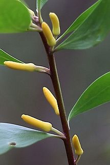 Flower buds of silky geebung - Persoonia sericea  Persoonia sericea,Silky geebung