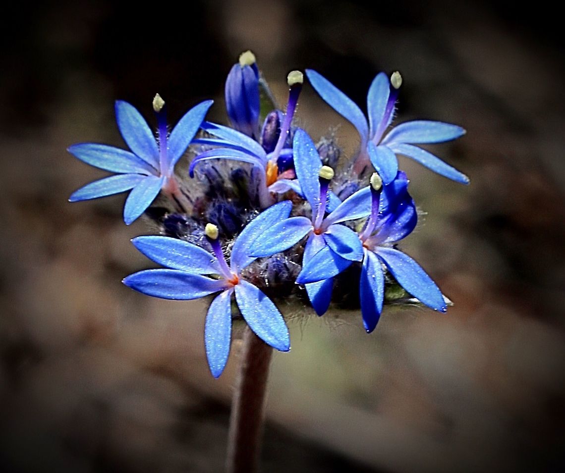 Blue pincushion - Brunonia australis  Brunonia,Brunonia australis