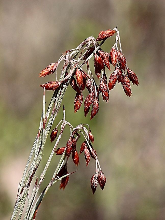 Tassel Rope- rush - Hypolaena fastigiata  Hypolaena fastigiata