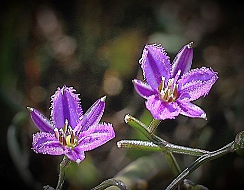 Twining Fringe- lily - Thysanotus patersonii Please not there is another entry for Thysanotus patersonii which I think is incorrect . It looks more like Thysanotus juncifolius to me. Could someone please check. Thysanotus patersonii,Twining Fringe-lily
