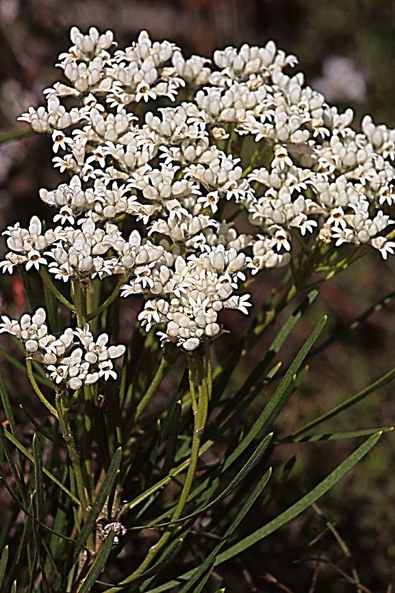 Tree Everlasting - Ozothamnus ferrugineus  Ozothamnus ferrugineus,Tree everlasting