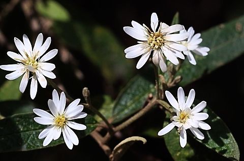 Snowy Daisy-bush - Olearia lirata  Olearia lirata