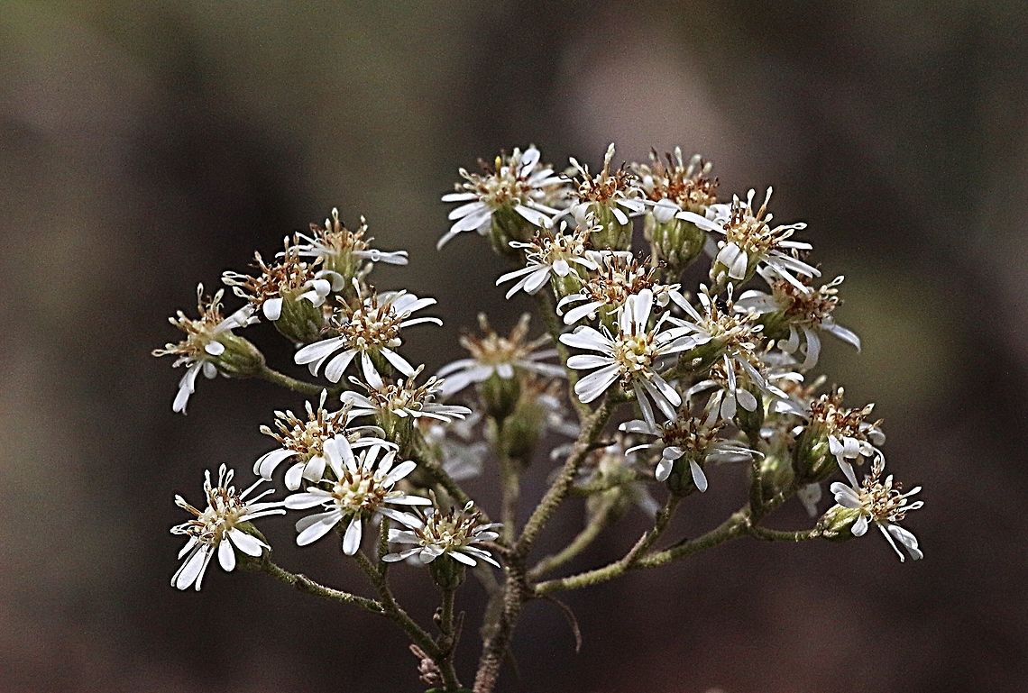 Snowy Daisy - bush - Olearia lirata  Olearia lirata