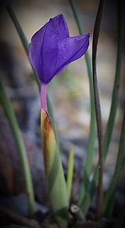 Short purple flag - Patersonia fragilis Flower not fully open . Patersonia fragilis