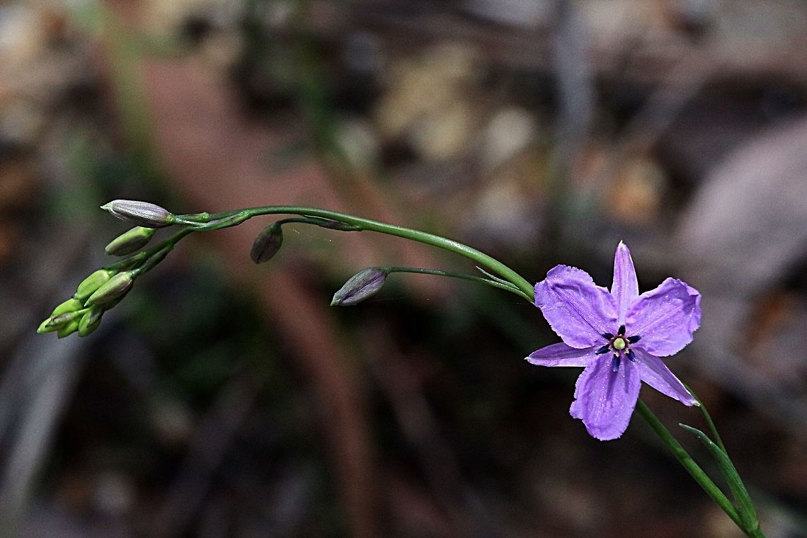 Chocolate lily - Dichopogon strictus The species has up to 12 leaves that are linear or lanceolat in shape and are up to 65 cm long and 1-12 mm wide. The racemose inflorescence is up to 1 metre high. This appears between August and January in the species native range. The individual, drooping flowers range in colour from pale mauve to dark purple. The common name ( chocolate lily) alludes to the scent of the flowers which resembles chocolate, caramel or vanilla. The tubers , which are juicy and slightly bitter in taste, were eaten by Aborigines.<br />
( copy from Wikipedia ) Dichopogon strictus