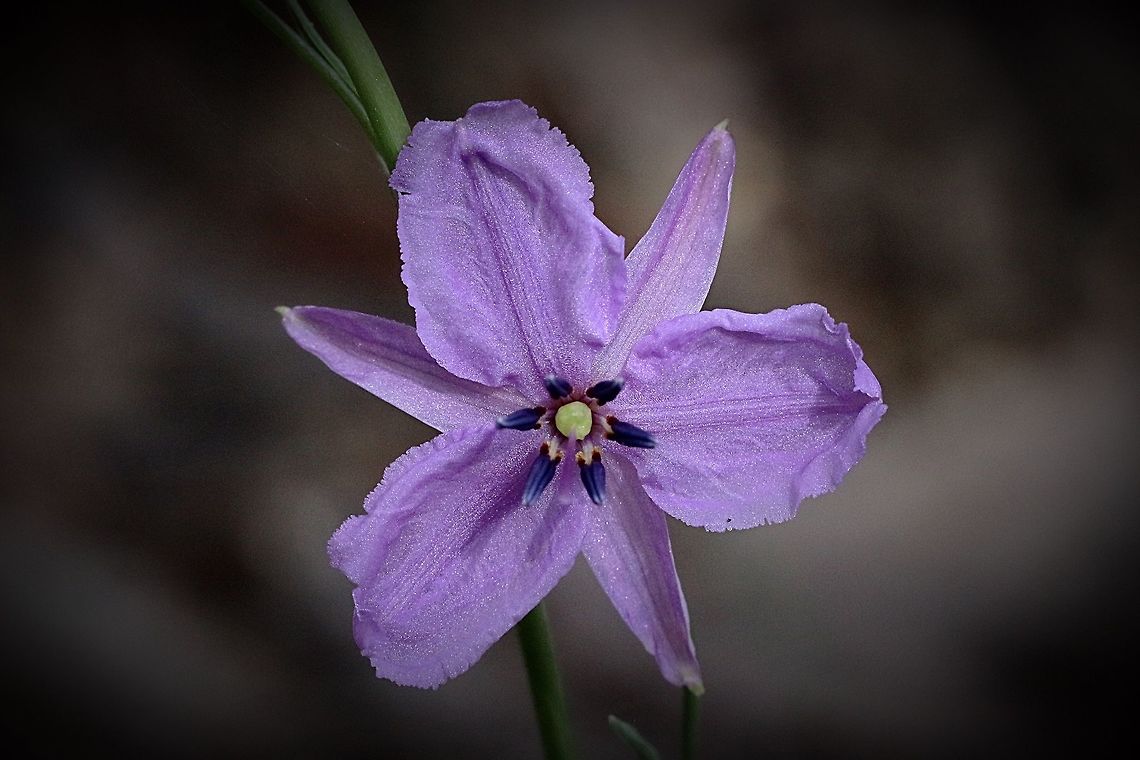 Chocolate lily - Dichopogon strictus.  Dichopogon strictus