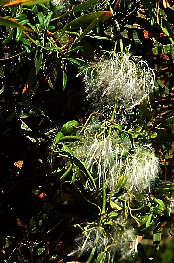 Small-leaved Clematis - Clematis microphylla Flowers going to seed. Australia,Clematis microphylla,Geotagged,Spring