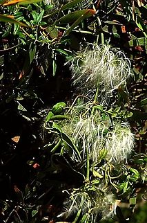 Small-leaved Clematis - Clematis microphylla Flowers going to seed. Australia,Clematis microphylla,Geotagged,Spring