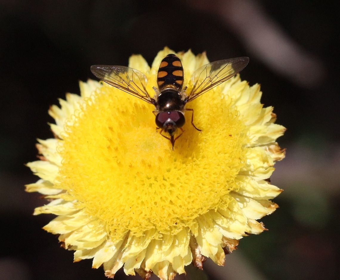 Button everlasting - Coronidium scorpioides The hover fly as yet unidentified feeding on nectar from the daisy. Coronidium scorpioides