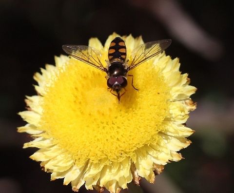 Button everlasting - Coronidium scorpioides The hover fly as yet unidentified feeding on nectar from the daisy. Coronidium scorpioides
