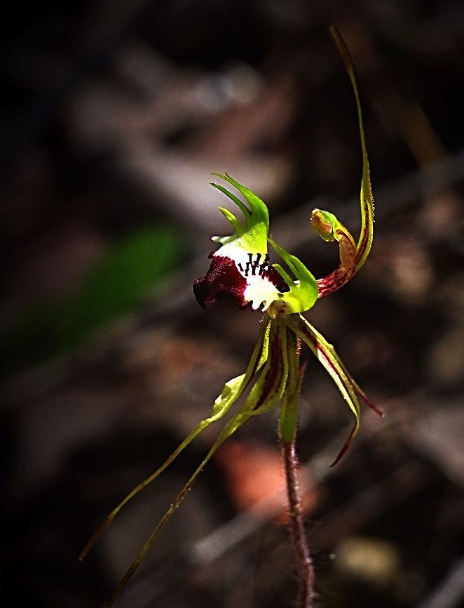 Eastern mantis orchid - Arachnorchis tentaculata  Arachnorchis tentaculata,Caladenia atrochila,Eastern mantis orchid,Thin-clubbed mantis orchid