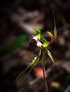 Eastern mantis orchid - Arachnorchis tentaculata  Arachnorchis tentaculata,Caladenia atrochila,Eastern mantis orchid,Thin-clubbed mantis orchid