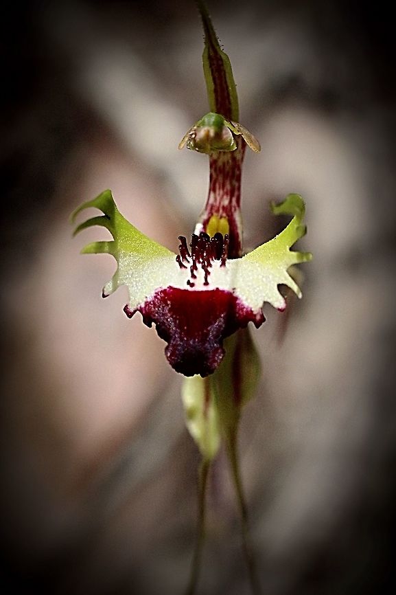 Frontal view of eastern mantis orchid -  Arachnorchis tentaculata  Arachnorchis tentaculata,Caladenia atrochila,Eastern mantis orchid