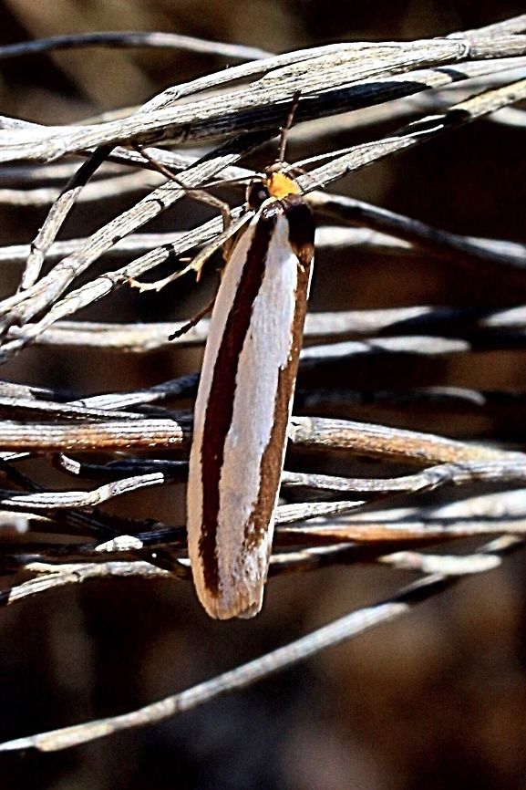 Concealer moth - Phytotrypa brochosema  Eamw moth,Phytotrypa,Phytotrypa brochosema