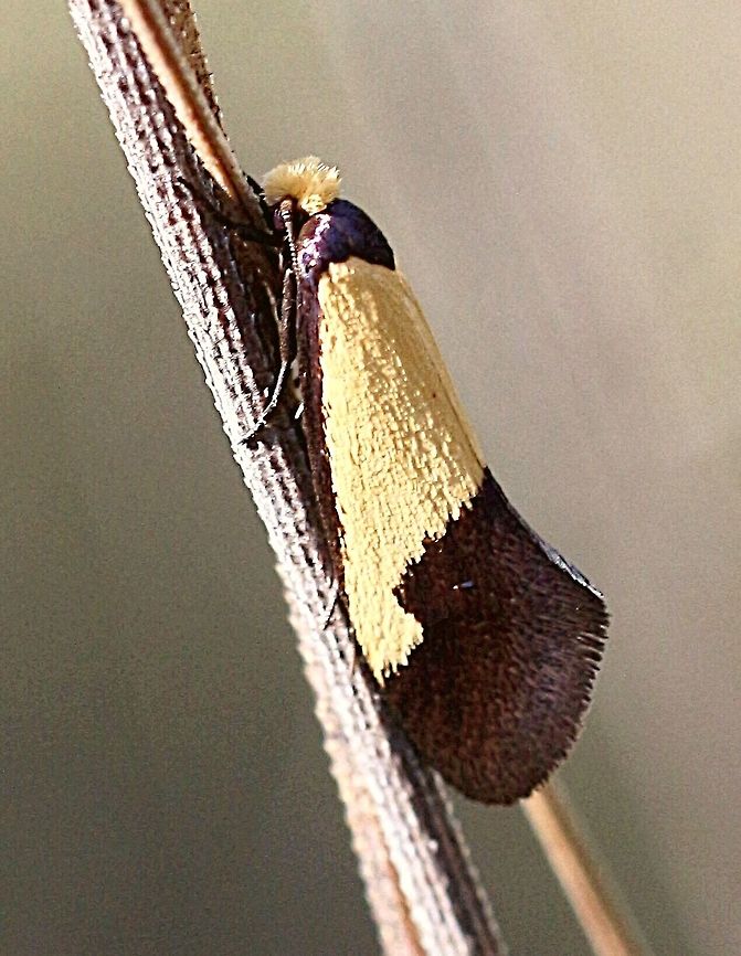 Heteroteucha dichroella?  Eamw moth,Heteroteucha dichroella,Heteroteucha ew