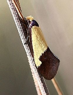 Heteroteucha dichroella?  Eamw moth,Heteroteucha dichroella,Heteroteucha ew