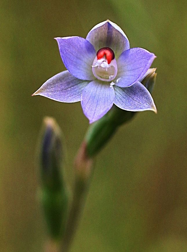 Peppertop sun orchid - Thelymitra brevifolia Beautiful little orchid , with several flowers on one stem and up to around 30-30 cm high. The column of the flower in this case is reddish but can be black, yellow or orange. Peppertop sun orchid,Thelymitra brevifolia