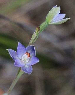 Peppertop sun orchid - Thelymitra brevifolia  Peppertop sun orchid,Thelymitra brevifolia