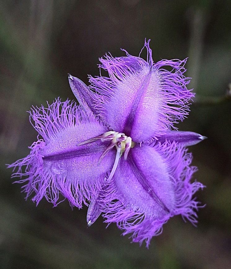 Flower of common fringe lily - Thysanotus tuberosus Found in coastal heathland ( Langwarrin flora reserve Vic. ) Fringe-lily,Thysanotus tuberosus