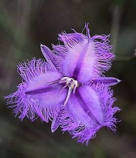 Flower of common fringe lily - Thysanotus tuberosus Found in coastal heathland ( Langwarrin flora reserve Vic. ) Fringe-lily,Thysanotus tuberosus