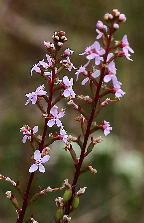 Grass trigger plant - Stylidium graminifolium  Stylidium graminifolium