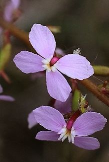 Grass triggerplant - Stylidium graminifolium In this photo the top flower has the column in position to be triggered by an insect or whatever touches it. The bottom flower has been triggered in this case by me . Stylidium graminifolium