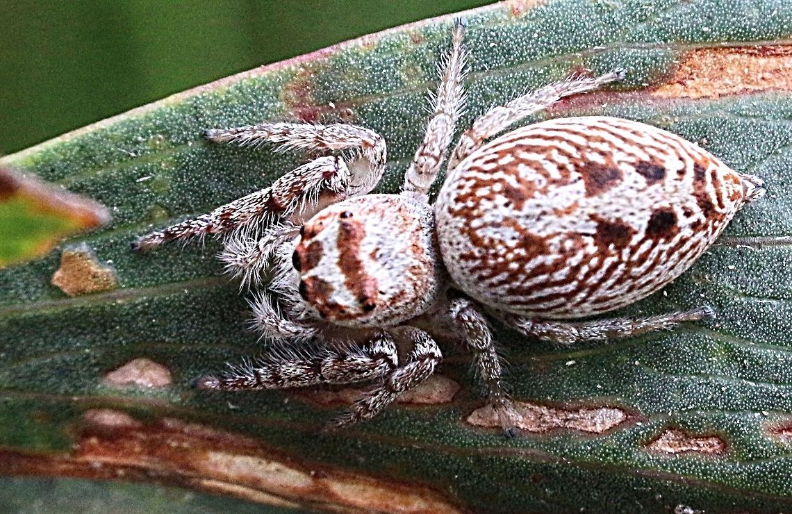 Jumping spider , possibly in genus Opisthoncus Spotted in coastal Heath habitat  in Mornington Peninsula Vic. Eamw spiders