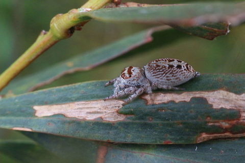 Jumping spider possibly genus Opisthoncus  Eamw spiders