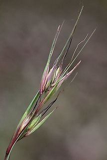 Kangaroo grass - Themeda triandra  Themeda triandra