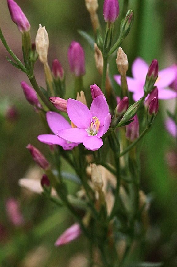 Slender Centaury - Centaurium tenuiflorum Common flower in Heath habitat . Centaurium tenuiflorum,Slender Centaury