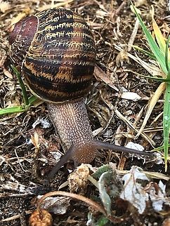 Cornu aspersus or common garden snail - eating my way through your garden. Another terrestrial mollusc brought to Australia by the Europeans . It is a real garden pest and no one likes them.  Cornu aspersum