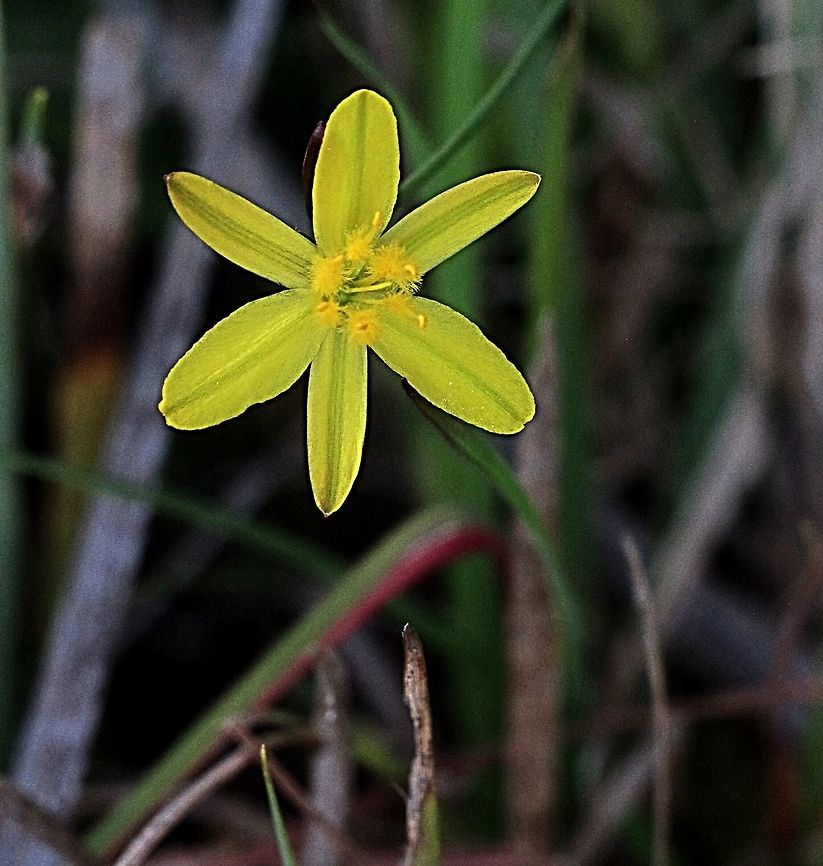 Yellow Rush - lily ( Tricoryne elatior)  Tricoryne elatior,Yellow Autumn Lily
