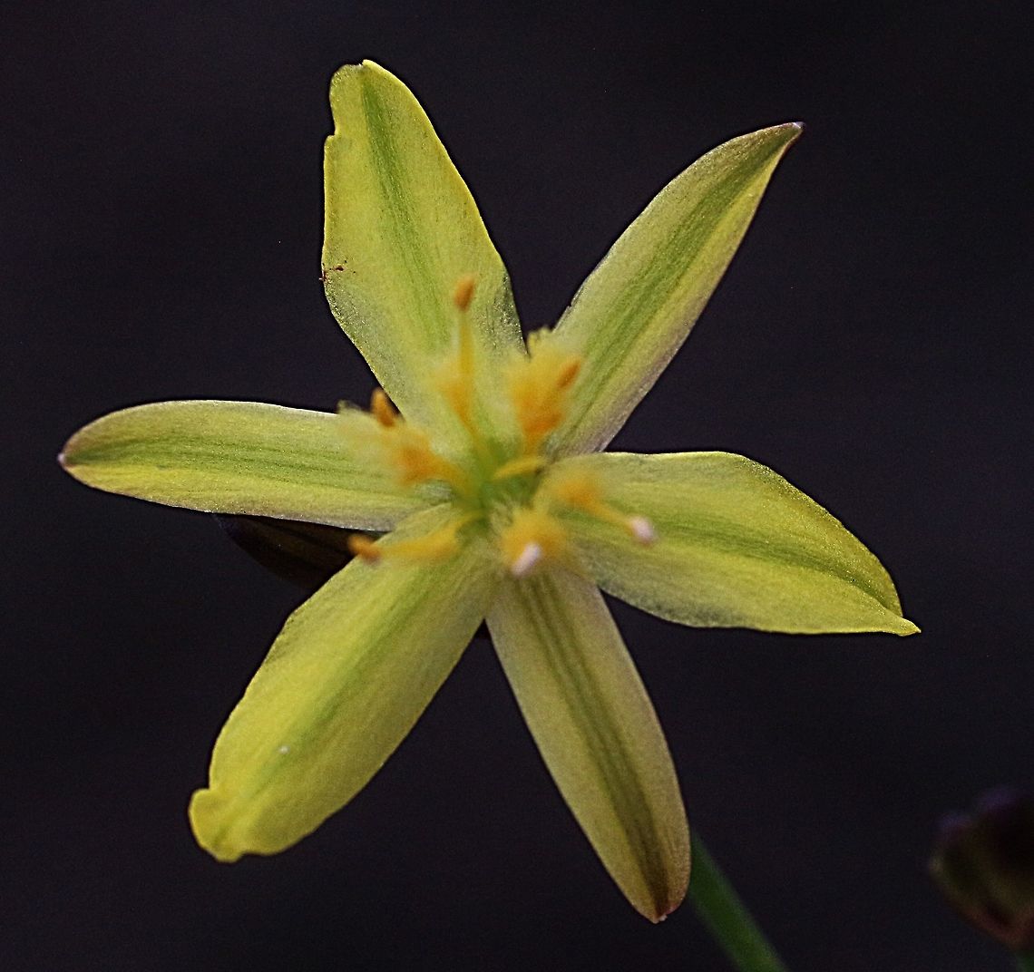 Yellow Rush - lily ( Tricoryne elatior)  Tricoryne elatior,Yellow Autumn Lily
