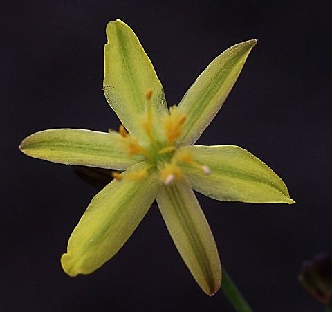 Yellow Rush - lily ( Tricoryne elatior)  Tricoryne elatior,Yellow Autumn Lily